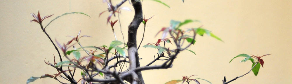 ひつじがいっぴき（特命担当）